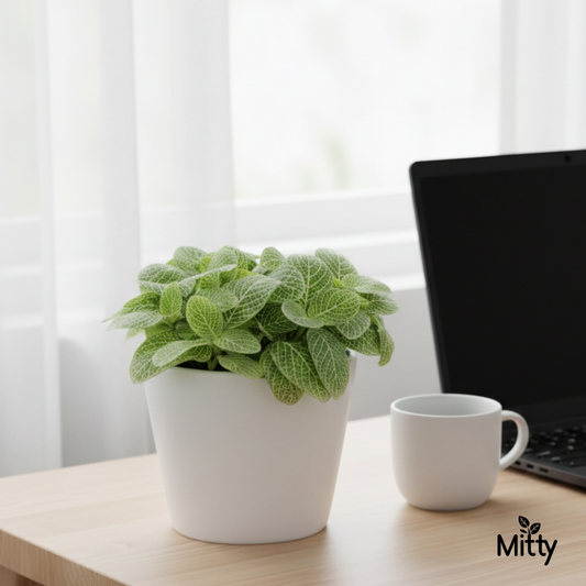 Fittonia (Nerve) Plant