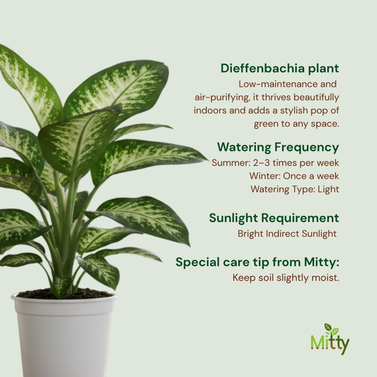 Dieffenbachia plant