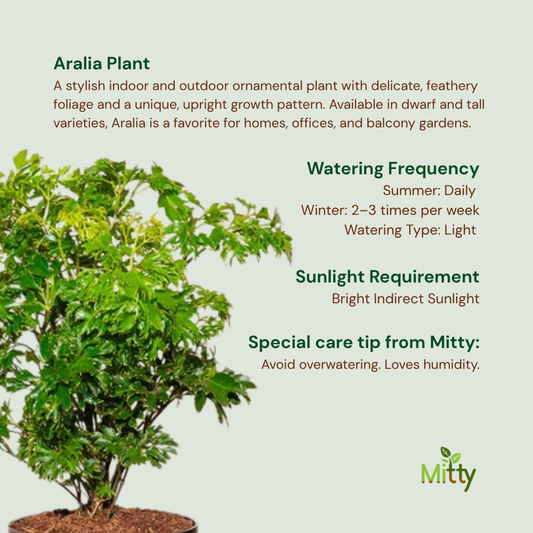 Aralia Plant