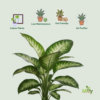 Dieffenbachia plant
