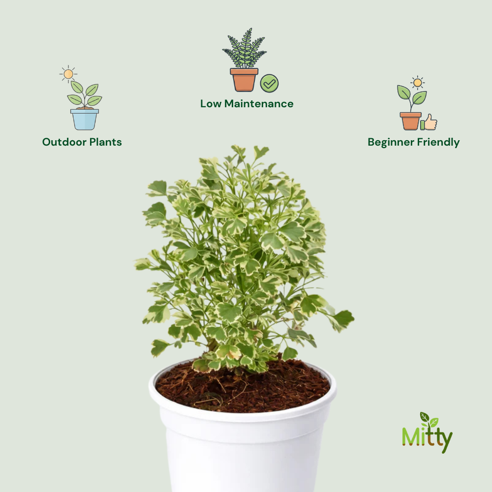 Aralia Plant