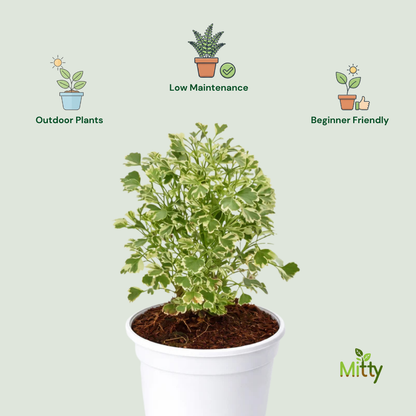 Aralia Plant
