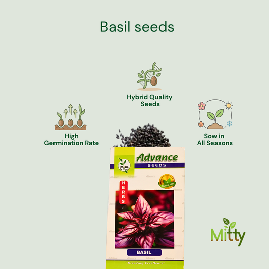 Basil Seeds