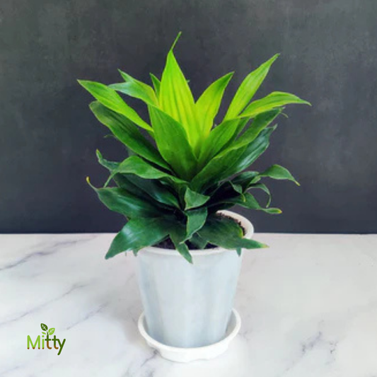 Draceana Compacta Plant