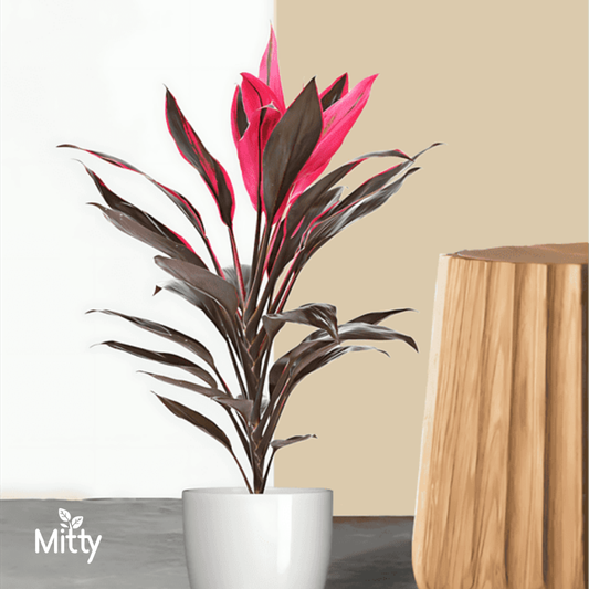 Draceana Mahatma Plant