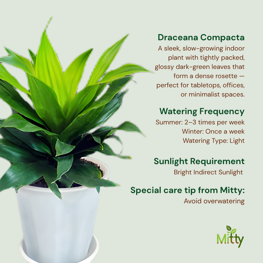 Draceana Compacta Plant