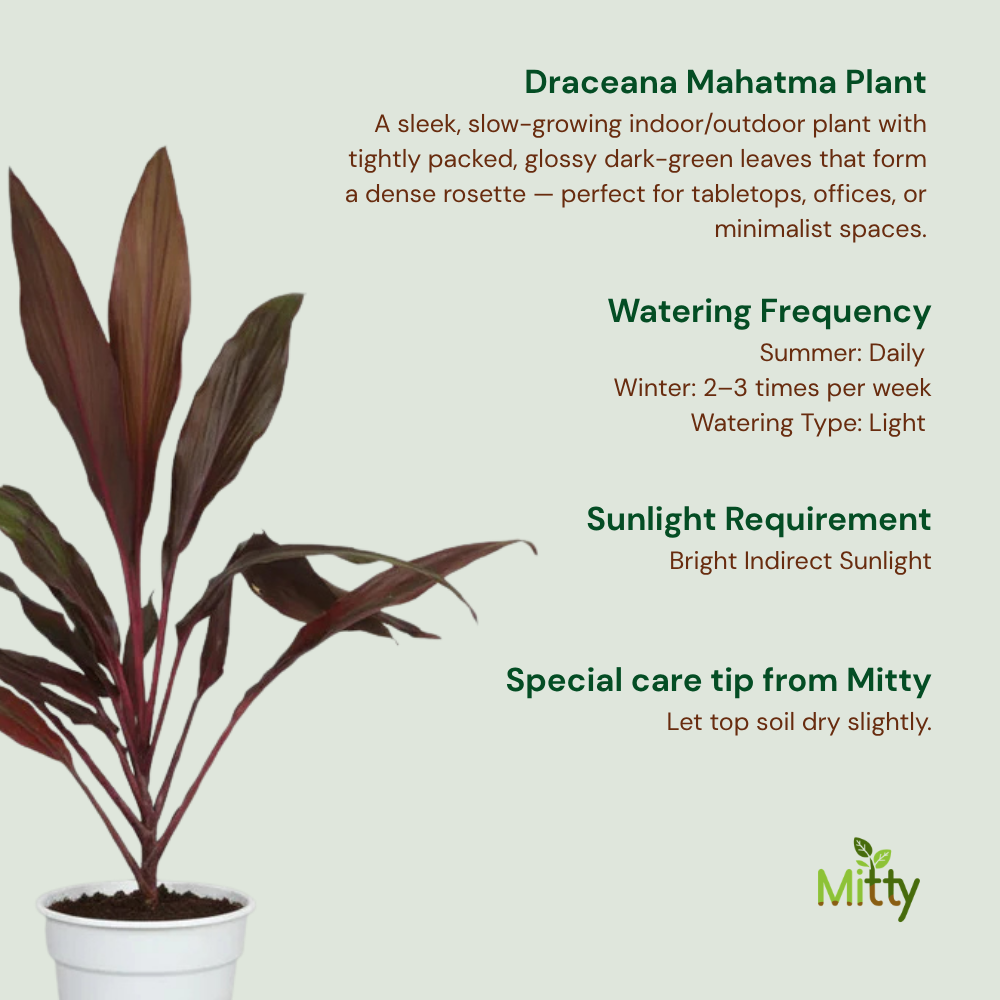 Draceana Mahatma Plant
