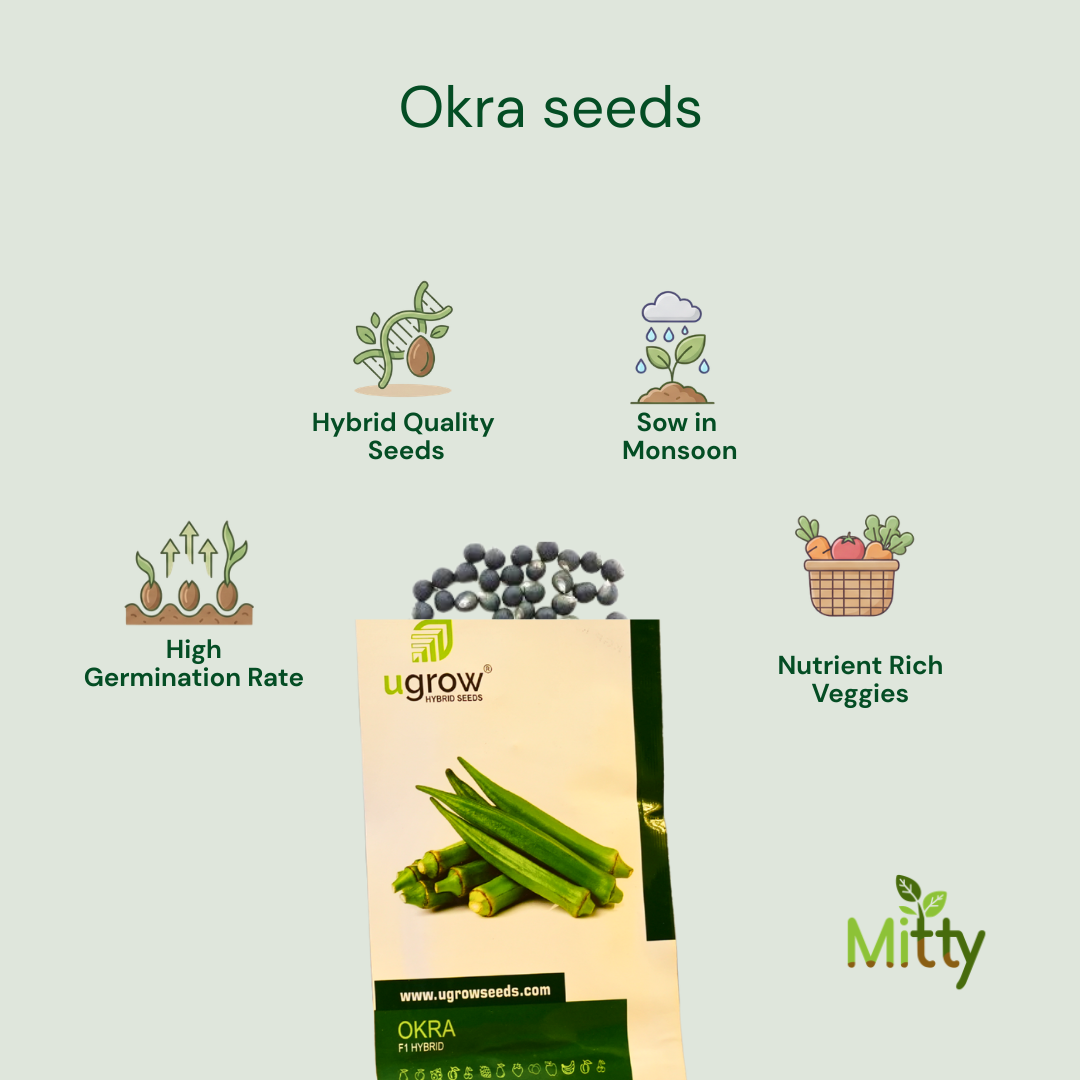 Okra (Bhindi) Seeds