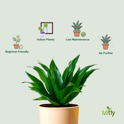 Draceana Compacta Plant