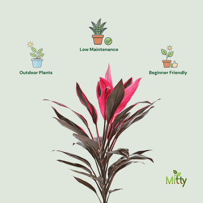 Draceana Mahatma Plant