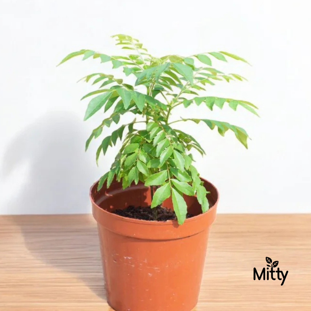 Curry Leaves Plant