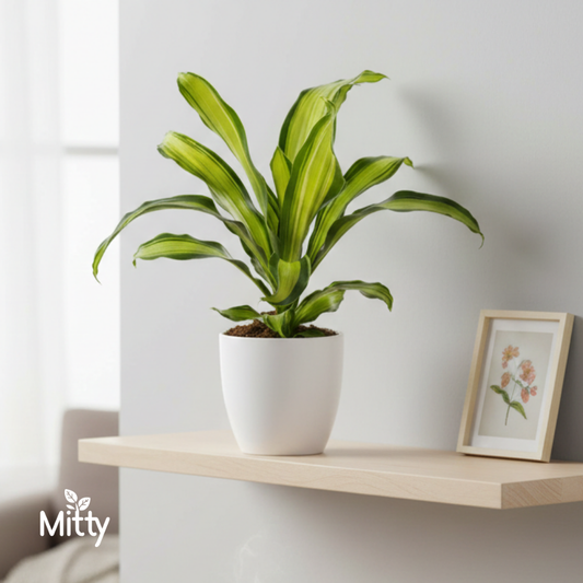 Draceana Fragrans Plant