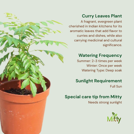 Curry Leaves Plant