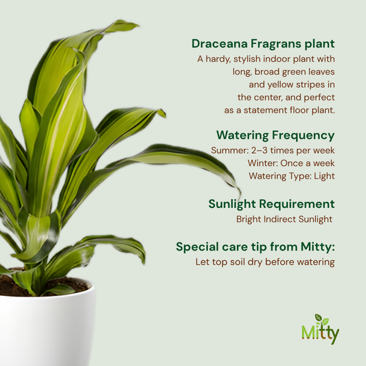 Draceana Fragrans Plant