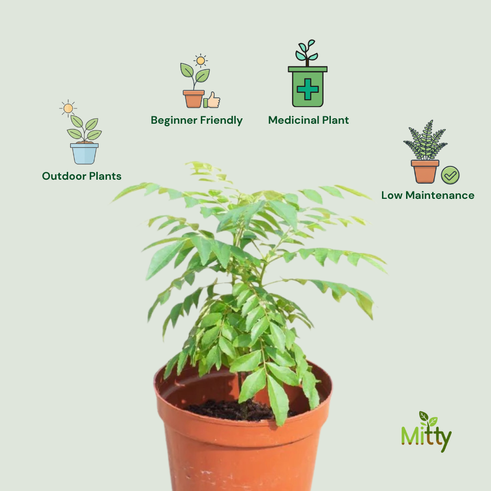 Curry Leaves Plant
