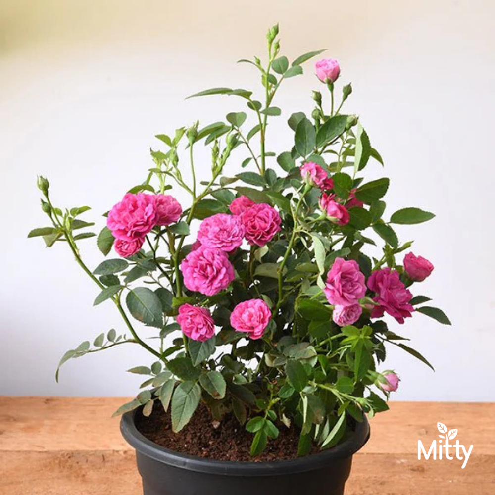 Rose (Pink) Plant
