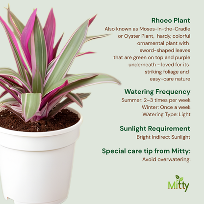 Rhoeo Plant