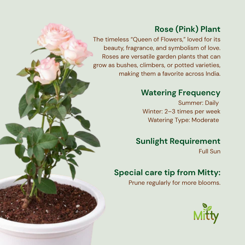 Rose (Pink) Plant