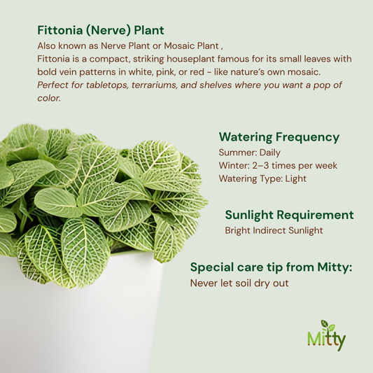 Fittonia (Nerve) Plant