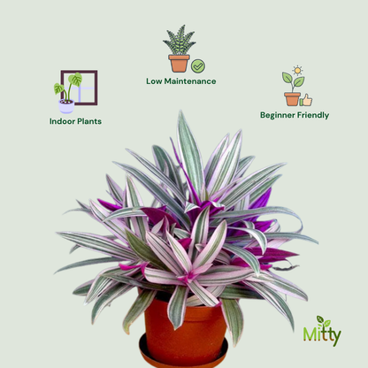 Rhoeo Plant
