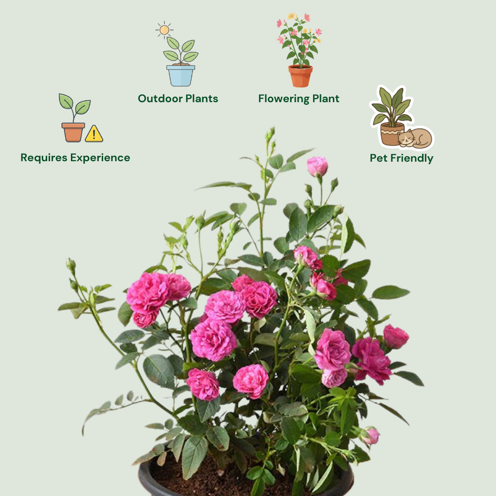 Rose (Pink) Plant