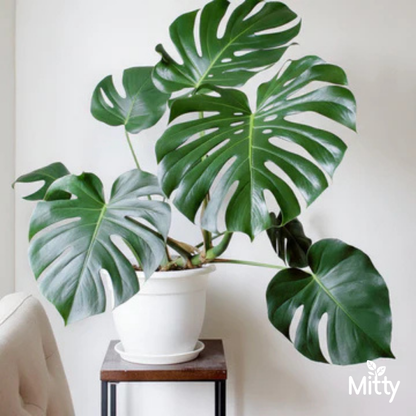 Monstera Deliciosa Plant