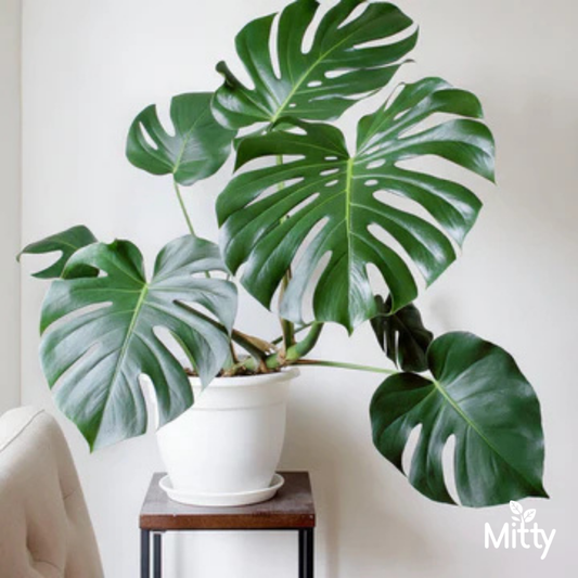 Monstera Deliciosa Plant