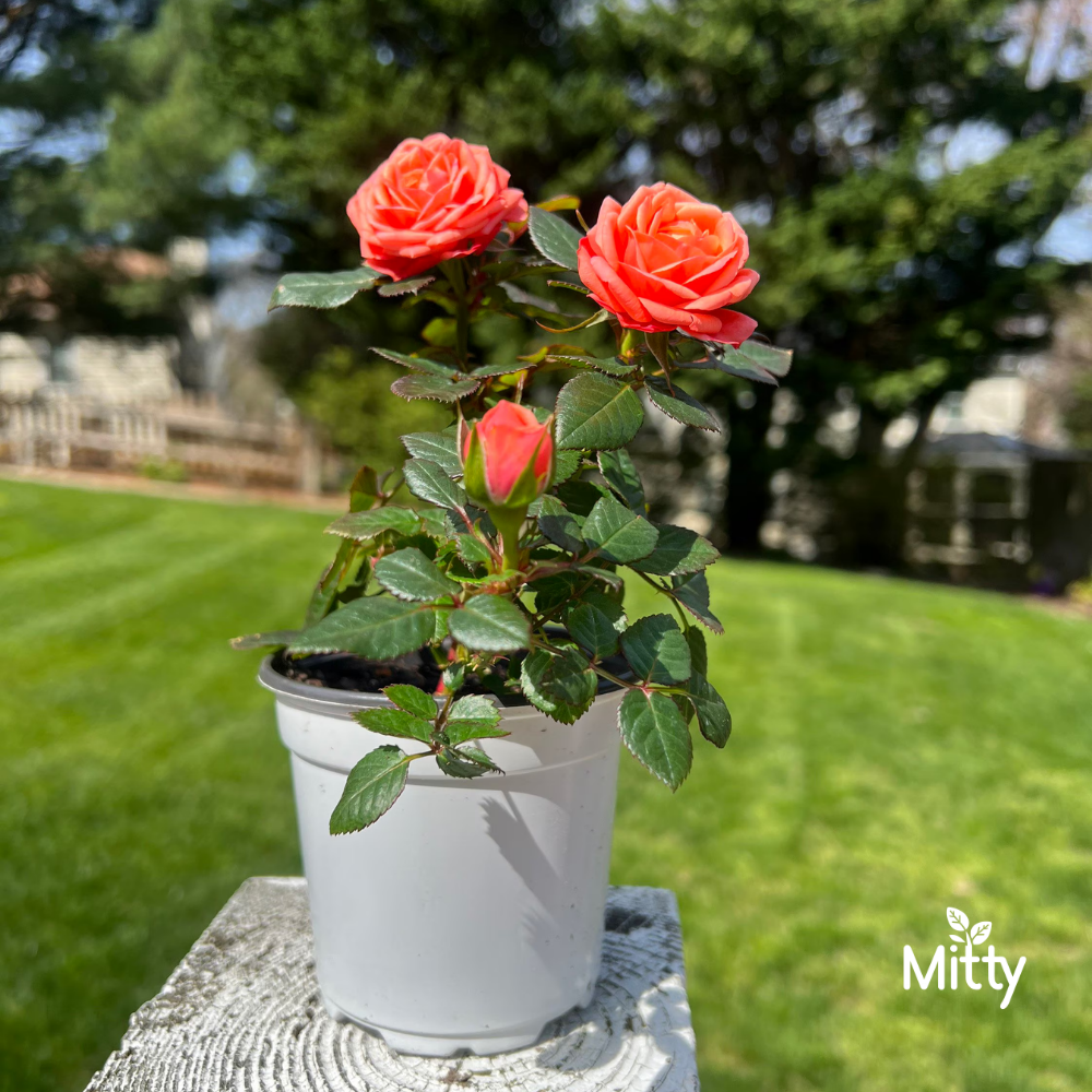 Rose (Orange) Plant