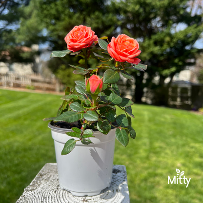 Rose (Orange) Plant