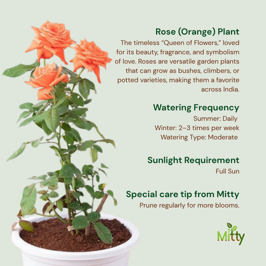 Rose (Orange) Plant