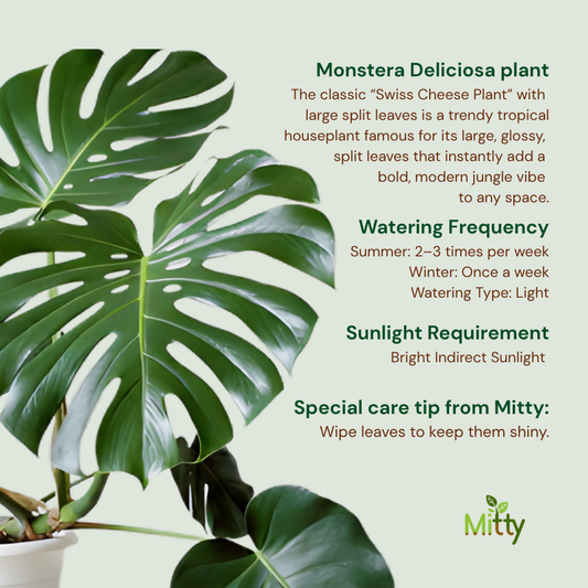 Monstera Deliciosa Plant