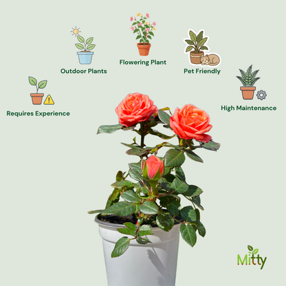 Rose (Orange) Plant