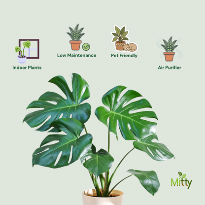 Monstera Deliciosa Plant