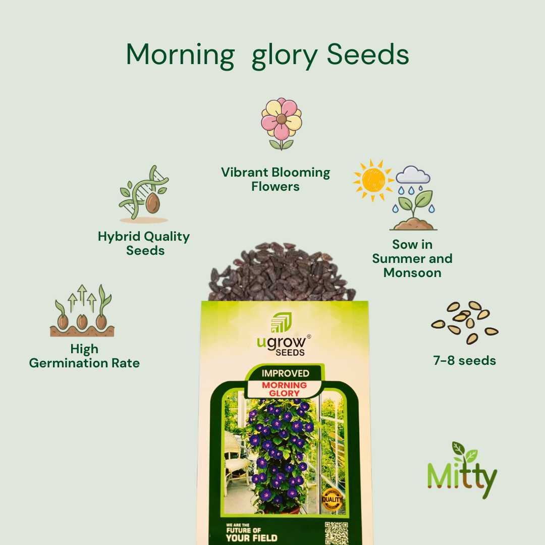 Ipomoea (Morning Glory) Seeds