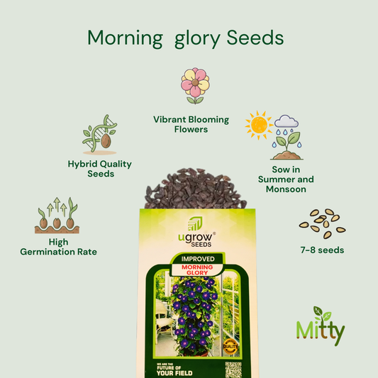 Ipomoea (Morning Glory) Seeds