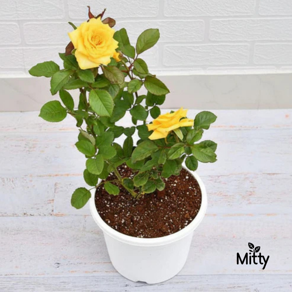 Rose (Yellow) Plant