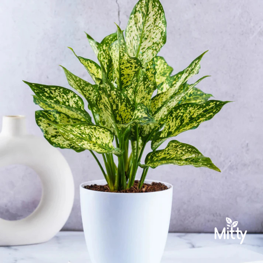Aglaonema Snow white Plant