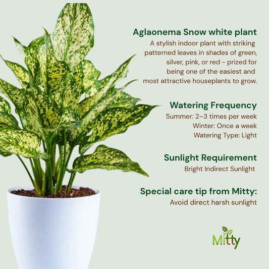 Aglaonema Snow white Plant