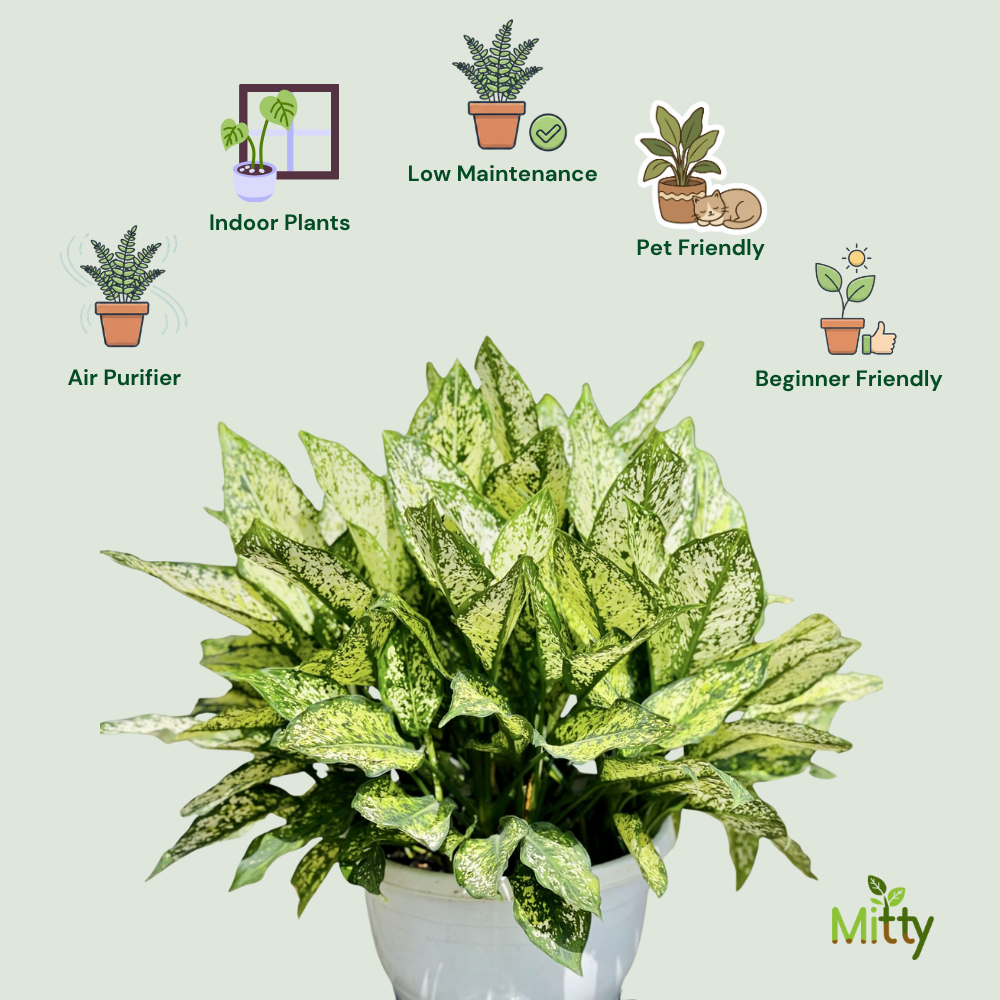 Aglaonema Snow white Plant