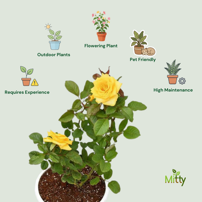 Rose (Yellow) Plant
