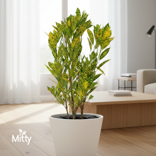 Croton Gold Rust Plant