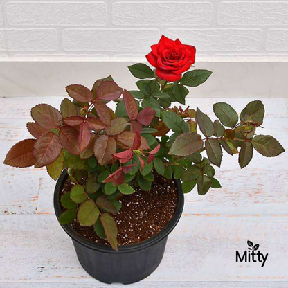 Rose (Red) Plant