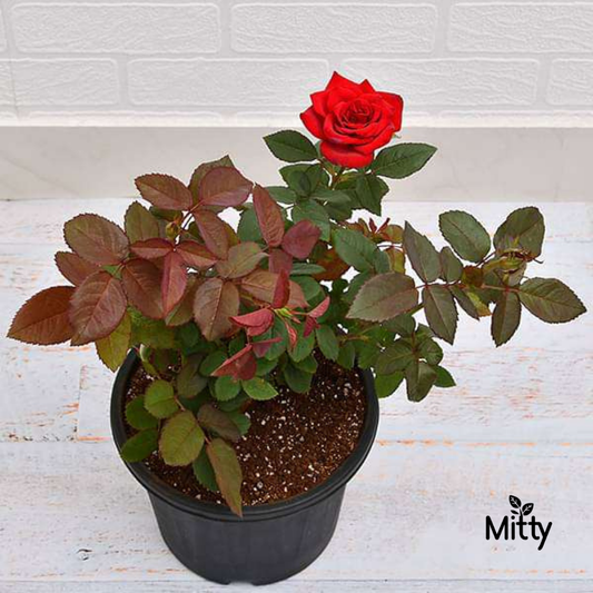 Rose (Red) Plant