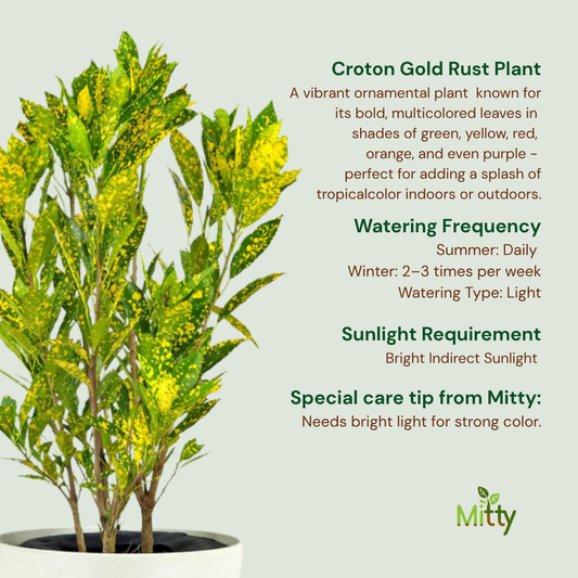 Croton Gold Rust Plant