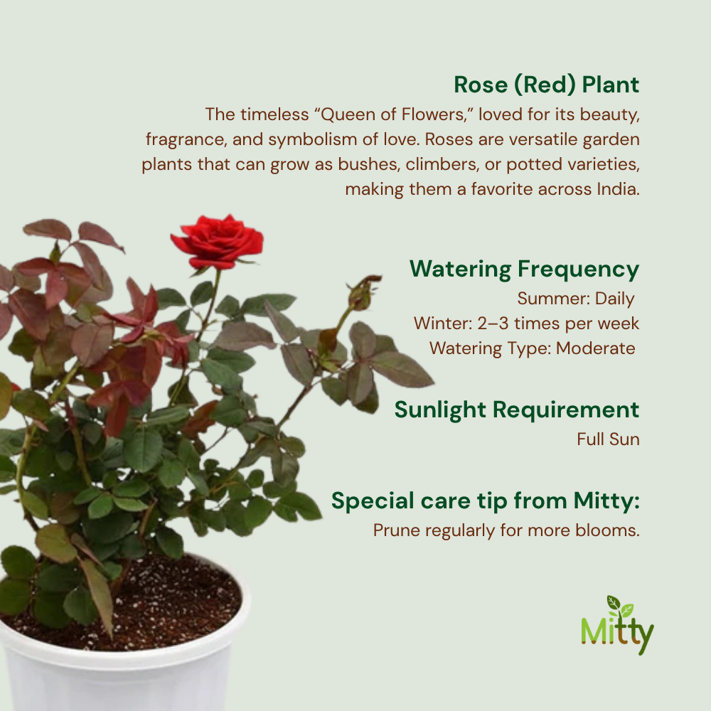 Rose (Red) Plant