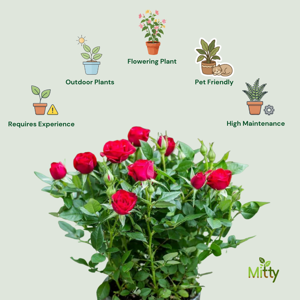 Rose (Red) Plant