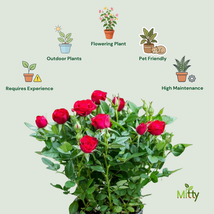 Rose (Red) Plant