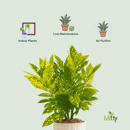 Croton Gold Rust Plant