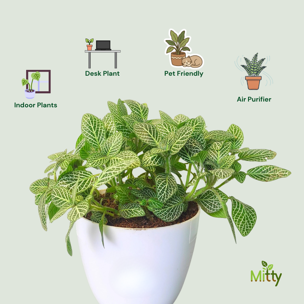 Fittonia (Nerve) Plant