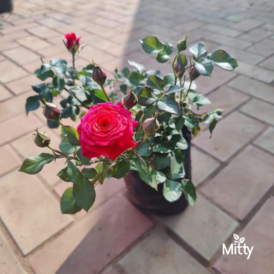 Rose (Indian Desi) Plant